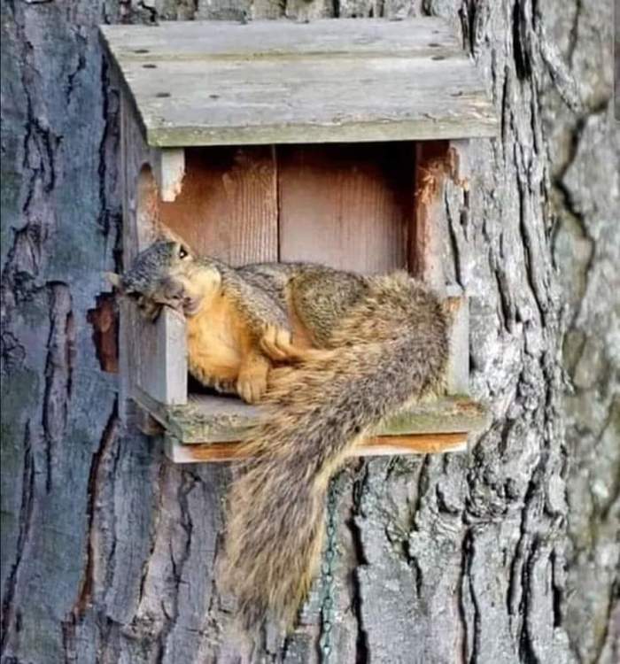 Monday evening. Condition: Squirrel in the house - Squirrel, Monday is a hard day