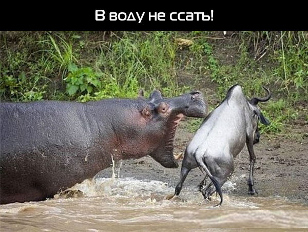 Water resources protection - Humor, Picture with text, hippopotamus, Antelope, Protection of water bodies