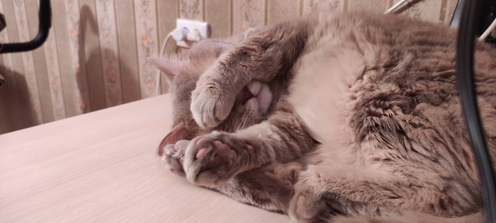 Если ты хороший котик сделай...