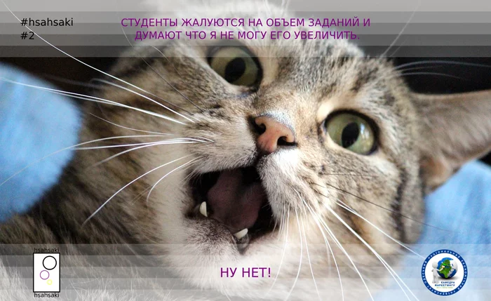 Teacher: Dear students, the volume of the assignment can always be increased! - My, University, University, Teacher, Students, Homework, Load, Animals, cat, , Memes, Picture with text