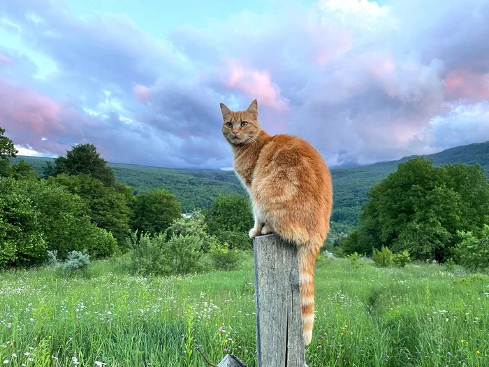 Redhead at sunset - My, cat, The mountains, Mezmay, beauty of nature