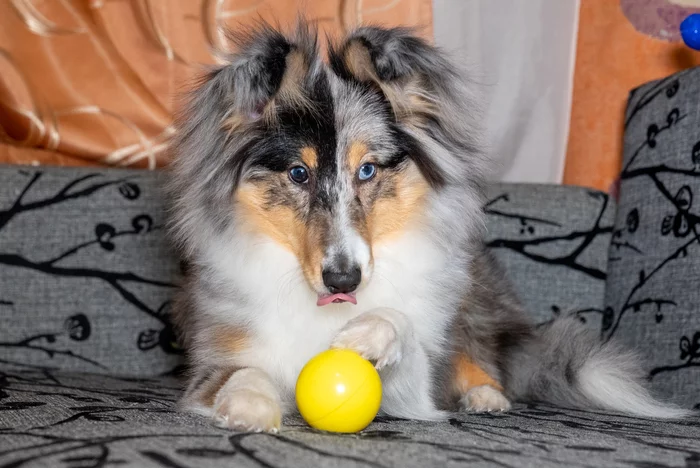 Continuation of the post Take to the league :) - My, Dog days, Dog, Sheltie, Pets, Reply to post, Longpost