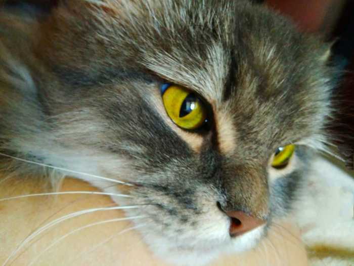 Insolent gray muzzle - My, cat, cat house, Pets, Longpost