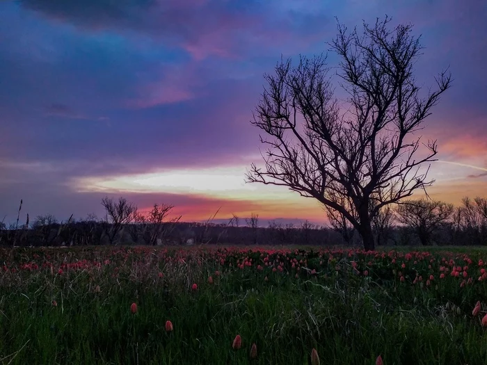 tulip sunset - My, Mobile photography, Photo on sneaker, Xiaomi Redmi Note 7, Sunset, Tulips, Tree