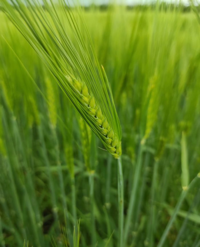 Авторское фото