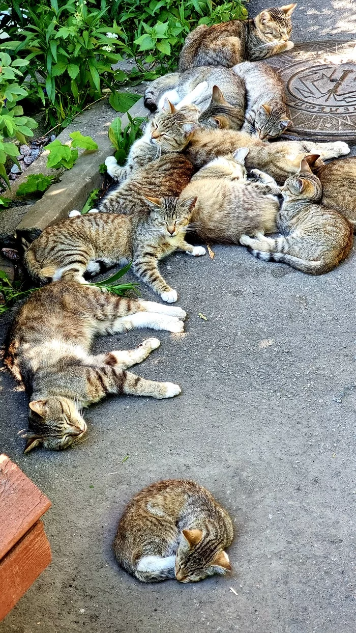 The shadow is our everything - My, cat, The street