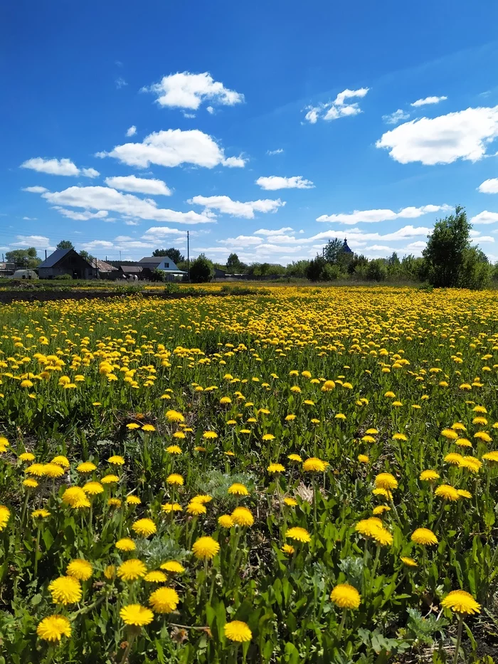 About village pleasures - My, Village, Сельское хозяйство, Hen, Flowers, Longpost