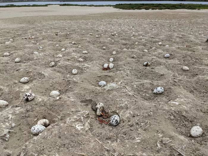 Hundreds of birds left egg clutches, frightened by a drone - Birds, Tern, Drone, Nature Park, Masonry, Eggs, Reserves and sanctuaries, USA, , Abandoned, Ecology, Tragedy, Harm, Southern California, The national geographic, Pests, Longpost, Negative
