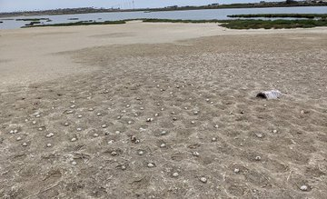 Hundreds of birds left egg clutches, frightened by a drone - Birds, Tern, Drone, Nature Park, Masonry, Eggs, Reserves and sanctuaries, USA, , Abandoned, Ecology, Tragedy, Harm, Southern California, The national geographic, Pests, Longpost, Negative