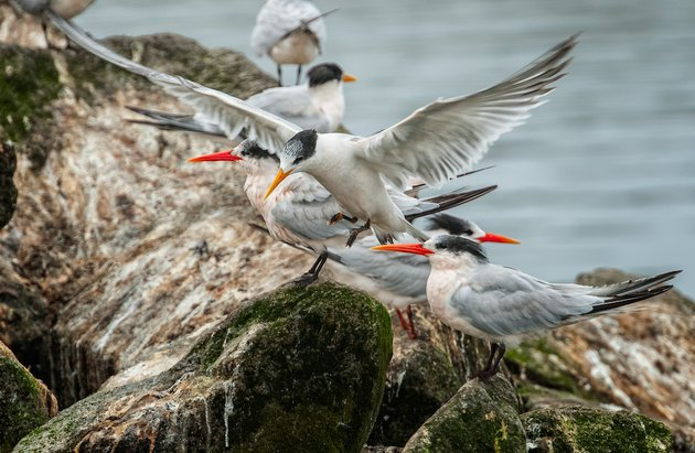 Hundreds of birds left egg clutches, frightened by a drone - Birds, Tern, Drone, Nature Park, Masonry, Eggs, Reserves and sanctuaries, USA, , Abandoned, Ecology, Tragedy, Harm, Southern California, The national geographic, Pests, Longpost, Negative