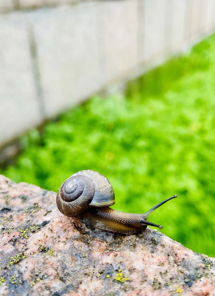 A little snail in the ribbon) - My, Snail, Macro photography