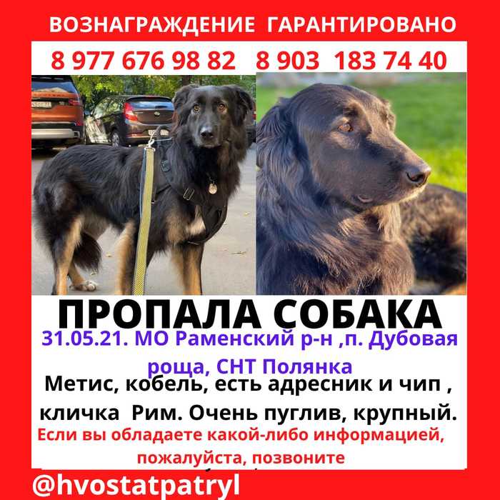 Lost dog, MO Ramensky district. Help me find! - My, Ramenskoe, The dog is missing, Moscow region, Help, Lost, No rating, Oak Grove, Mestizo, , Dog, Help me find