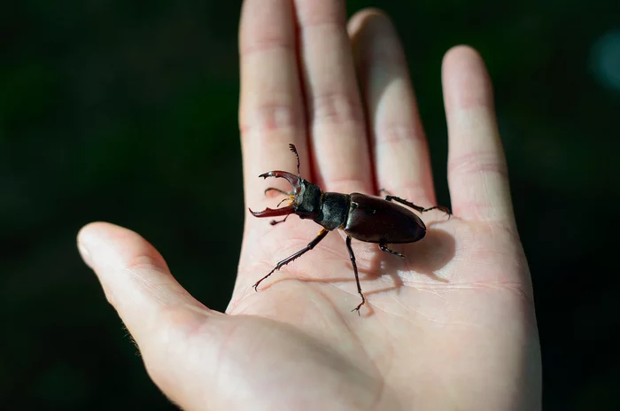 Stag beetle - My, The photo, Macro photography, Жуки, Deer Beetle, Nikon, Nikon d7000, Nikkor 50mm 18D