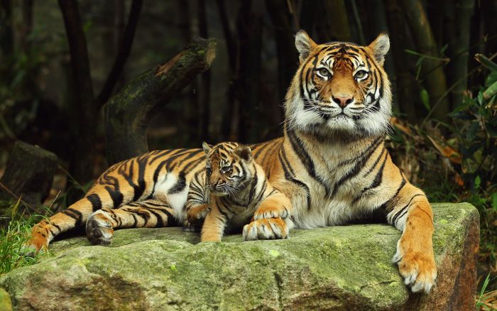 Scientists: tigers and leopards in Primorye can live in peace - Tiger, Amur tiger, Leopard, Far Eastern leopard, Big cats, Cat family, Дальний Восток, National park, , Land of the Leopard, Reserves and sanctuaries, Predator, Primorsky Krai, Animals, Interesting, Research, Longpost