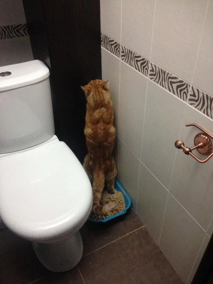 Never ceases to amaze... - My, cat, Toilet, Redheads, Pets, Tray, On hind legs