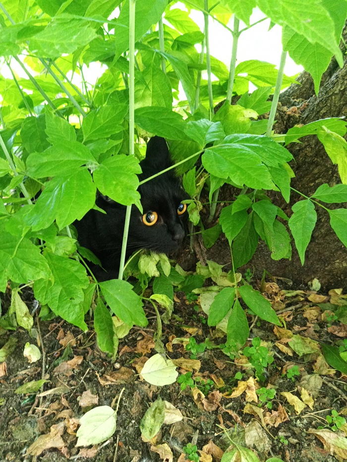 ХЫшник в ЗАСАДЕ