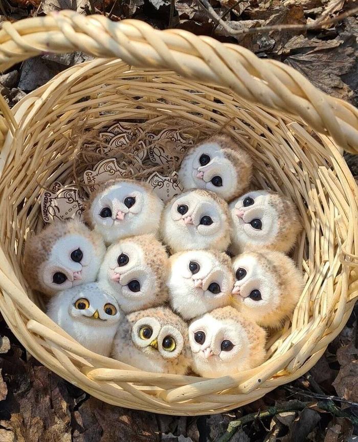 I wonder which one is real? - Owlets, Basket, Birds, Chick, Milota, Author's toy