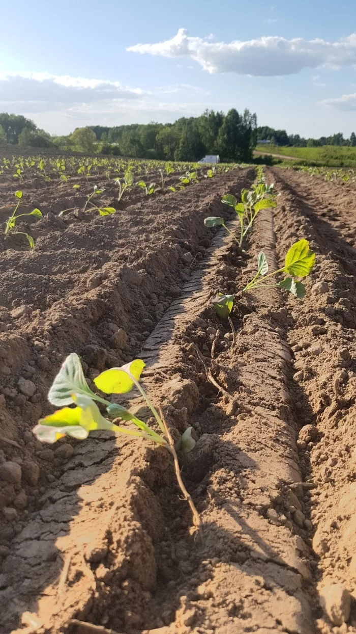 farm days - My, Farmer, sowing, Longpost