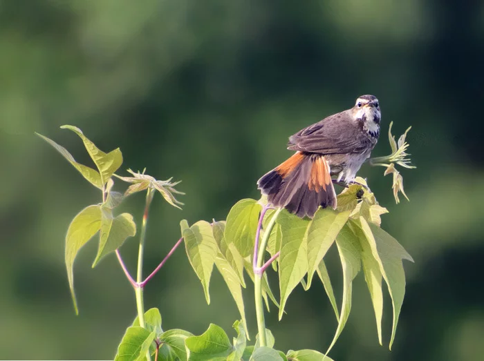 The best. - My, Birds, Predator birds, Insects, Nature, The nature of Russia, Donbass, Outcomes, Photo hunting, , Hobby, Travels, Walk, Longpost