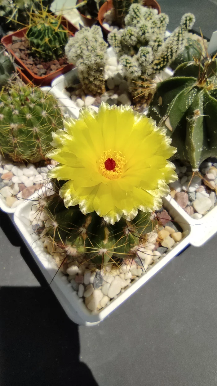 blooming cactus - My, Blooming cacti, Cactus, Houseplants