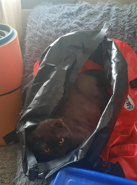 I'm better than a sleeping bag! - My, Tourism, Shaggy, cat