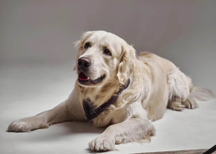 Our Zen - My, Golden retriever, Friend, PHOTOSESSION, Dog, Longpost