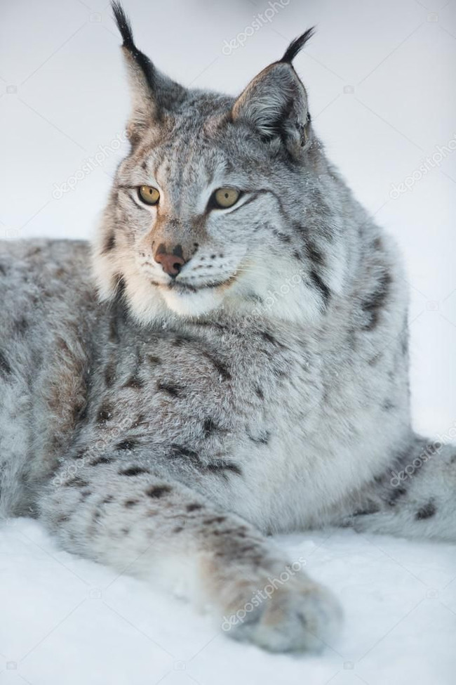 You will have to answer for the lynx ... - Lynx, Small cats, Cat family, Predator, Wild animals, Poachers, Negative, Punishment, , Altai region, Compensation for damage, Animals, Cruelty to animals