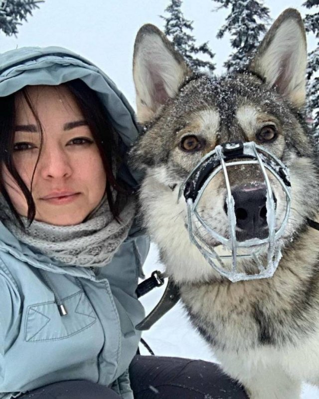 girl and wolf - Girls, Wolf, Longpost, Wolfhound, Ufa