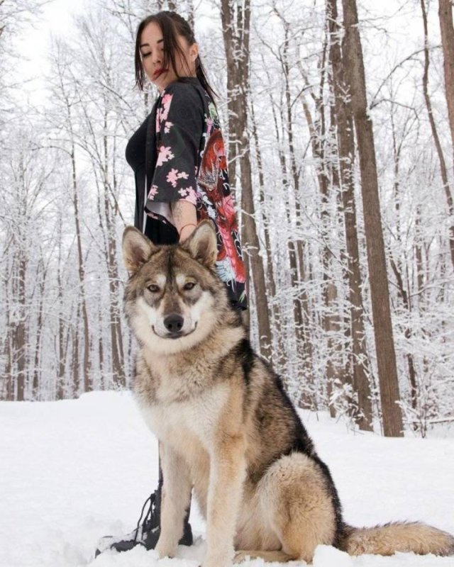 girl and wolf - Girls, Wolf, Longpost, Wolfhound, Ufa