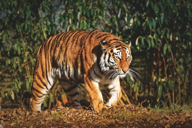 The Amur tiger, which is actively exploring the Amur region, may have become a permanent resident of the region - Tiger, Amur tiger, Big cats, Cat family, Amur region, Animals, Red Book, Amur region