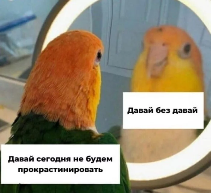 Let's - Picture with text, A parrot, Laziness, Procrastination