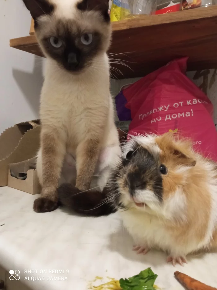 Is it a friend or lunch? - My, Siamese cat, Pets, Friends, cat, Guinea pig