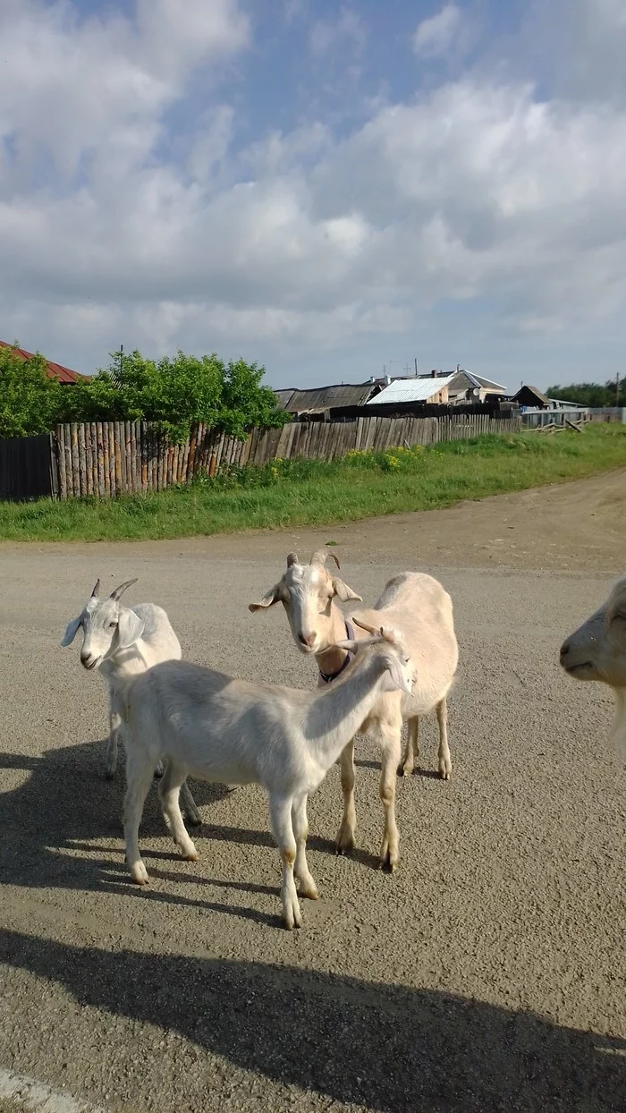 Lisitsyn house -27 - My, Village, Goat