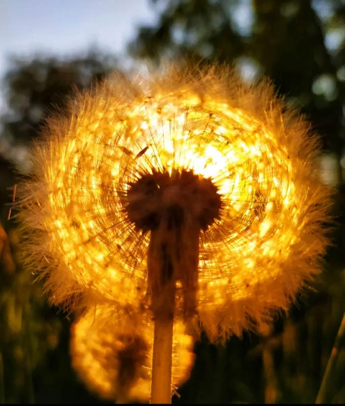 SUNdelion - My, Summer, Dandelion, The sun, Sunset, Flowers, June