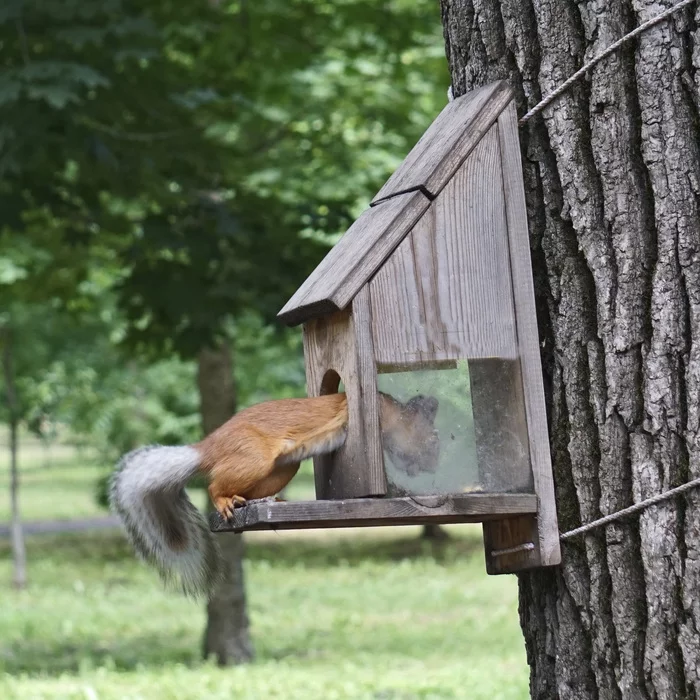 You are not yourself when you're hungry! - My, Squirrel, Chistyakovskaya Grove, Krasnodar, Hunger, Video, Longpost