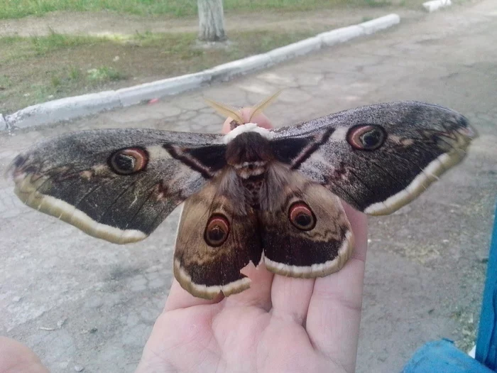 Butterfly - My, Butterfly, Insects, Mobile photography, The photo, Peacock-eye pear