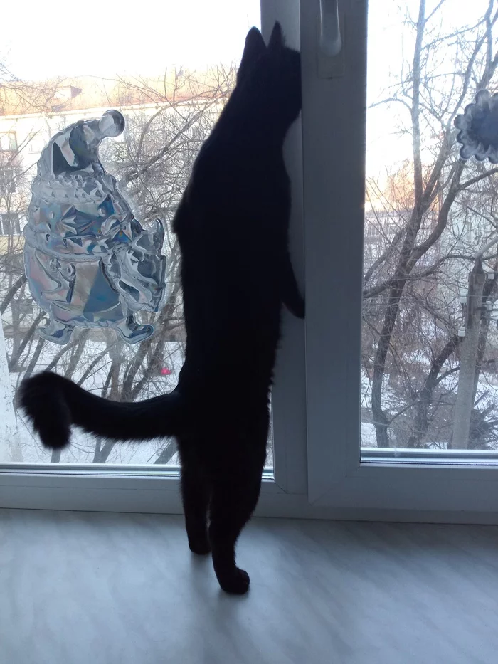 Reply to the post SuriKOT - My, cat, Pets, Reply to post, Black cat, On hind legs, Window