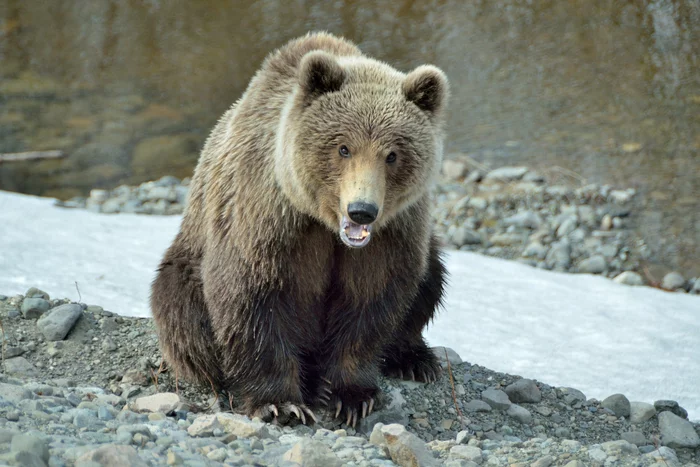 Guardian of the forest - The Bears, Brown bears, Wild animals, wildlife, Kamchatka, The national geographic, The photo, Meeting, , Animals, Suddenly