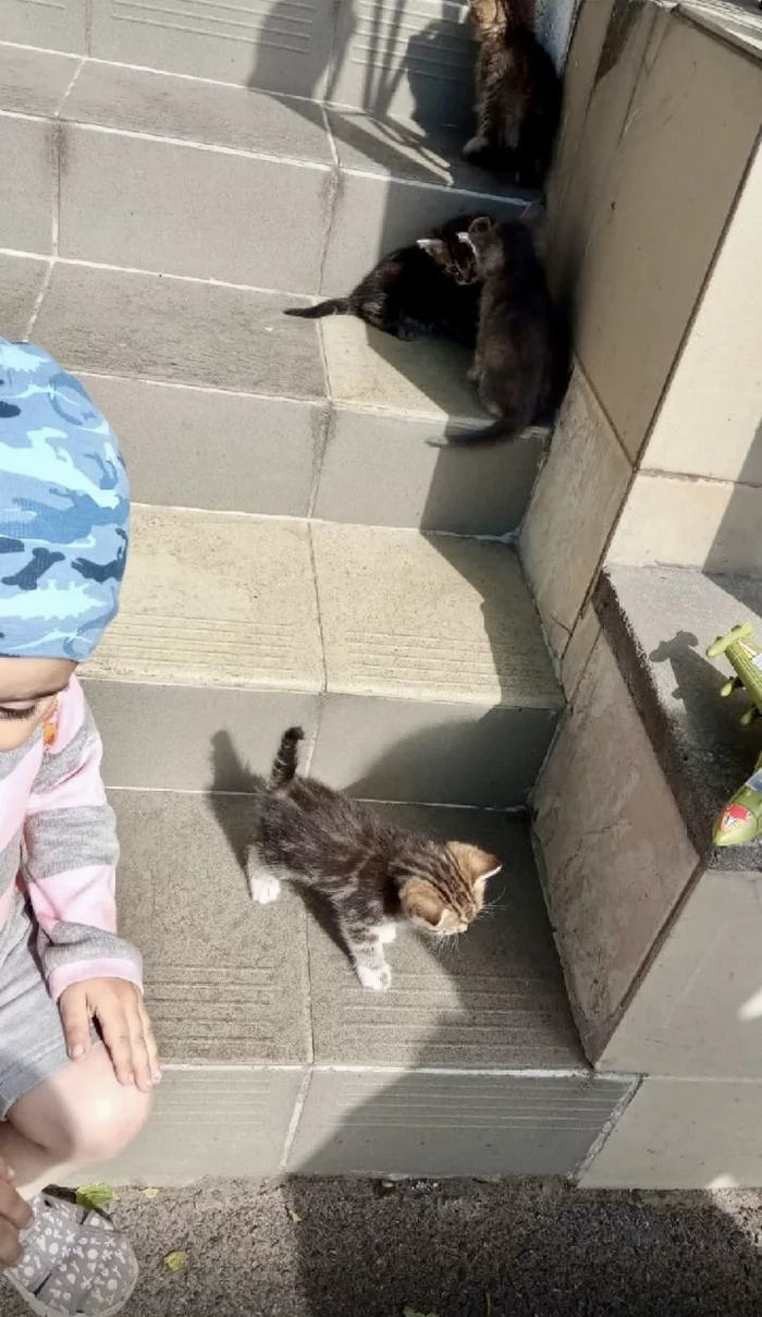 The kittens were thrown out to the church in a box. - My, Kittens, In good hands, Saint Petersburg, Leningrad region, Meanness, cat, Foundling, Kindness, , Homeless animals, Animals, Help, Video, Longpost, No rating