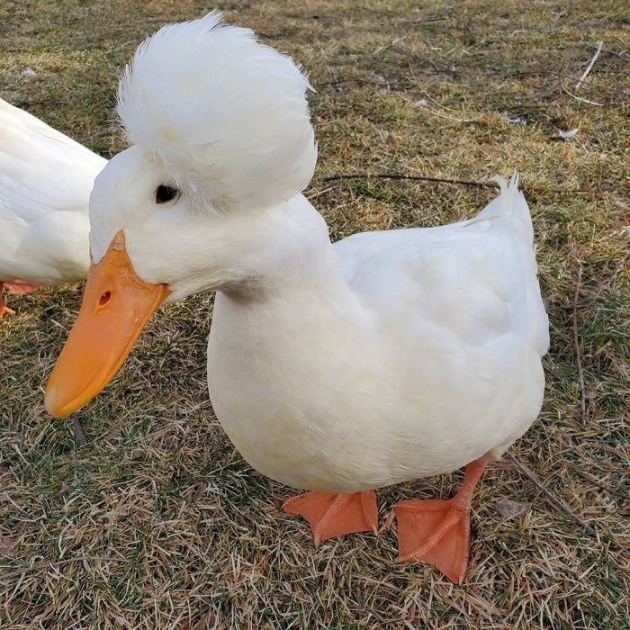 Fashionable.Stylish.Youthful - Duck, Pappus, Breed, Birds, The photo, Longpost