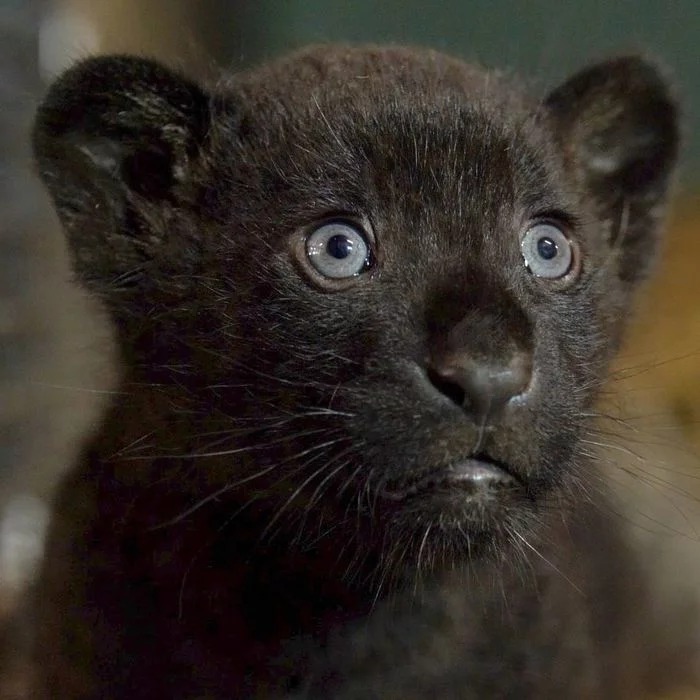 A beautiful and rare black jaguar was born in the Wild Cat Sanctuary - Jaguar, Big cats, Cat family, Translation, England, Kent, Kittens, Black Panther, , Reserves and sanctuaries, Animals, Milota, Interesting, Video, Longpost, Positive