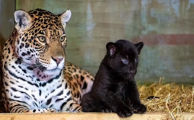 A beautiful and rare black jaguar was born in the Wild Cat Sanctuary - Jaguar, Big cats, Cat family, Translation, England, Kent, Kittens, Black Panther, , Reserves and sanctuaries, Animals, Milota, Interesting, Video, Longpost, Positive