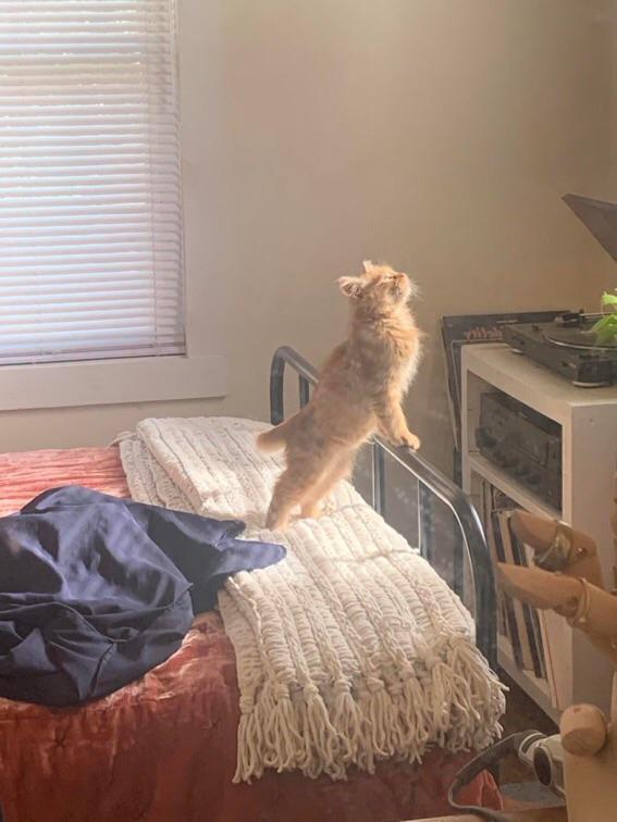 Lion king - cat, Kittens, The lion king