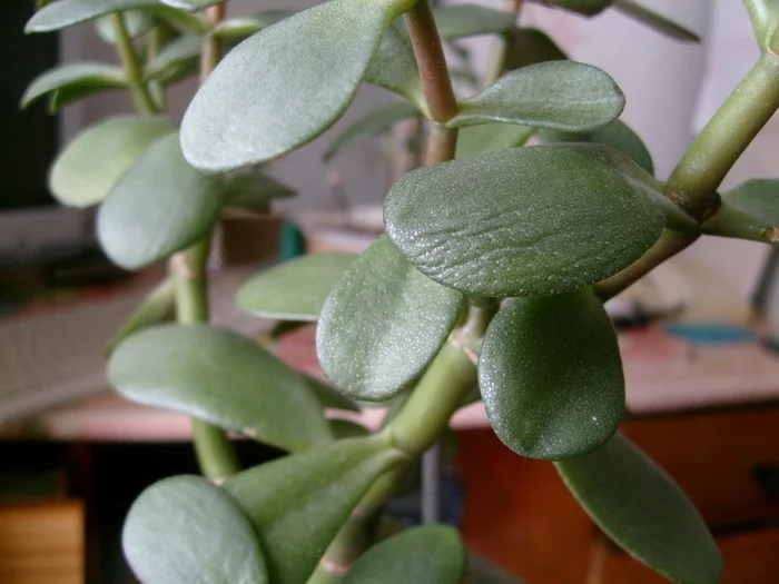 Money Tree. - My, Money Tree, Crassula, Leaves, Disease, Treatment, What to do, Why?, Cause, , Succulents, Houseplants, Care and maintenance, Video, Longpost