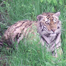 Striped kitty ambushed in the bushes near the highway - Tiger, Amur tiger, Big cats, Cat family, Predator, Wild animals, Primorsky Krai, Track, , Ambush, Life safety, Rare view, Red Book, No casualties, Meeting, Animals, Vertical video, Video