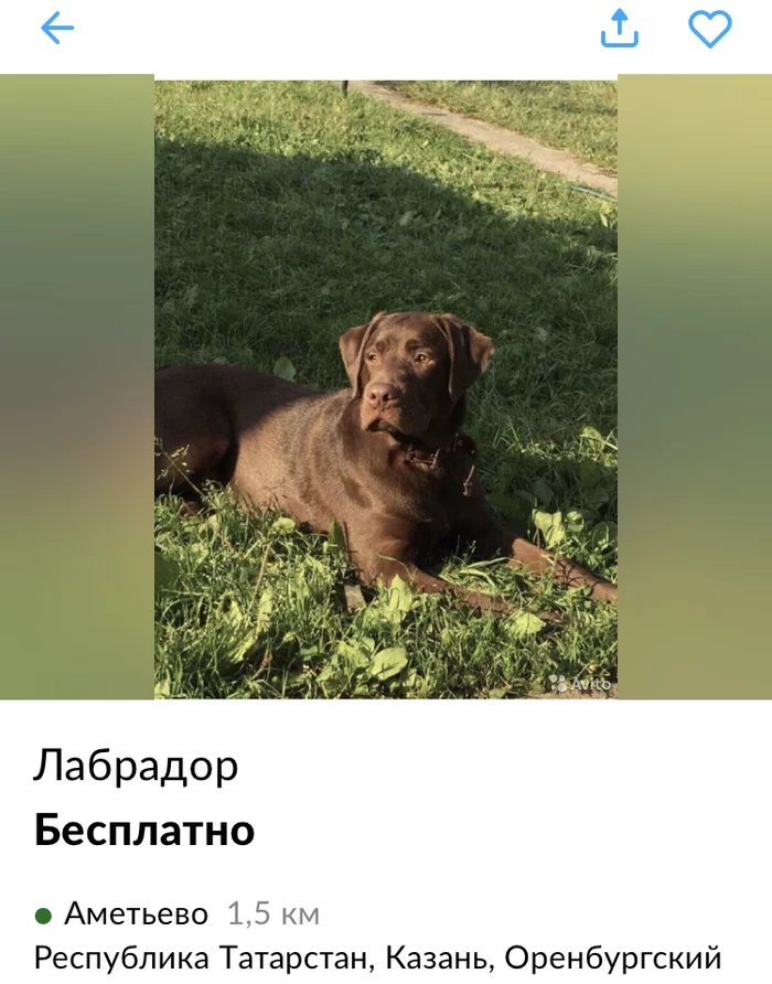 Отдам лабрадора хорошим людям... - Длиннопост, Грусть, Непонимание, В добрые руки, Собака