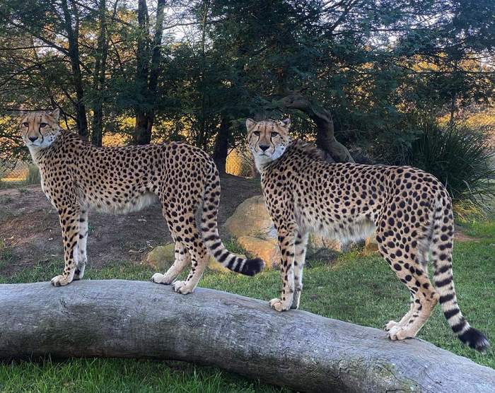 Is there double vision in your eyes? - Cheetah, Small cats, Cat family, Twins, Milota, Australia, Reserves and sanctuaries, Animals, , Predator, Wild cat center