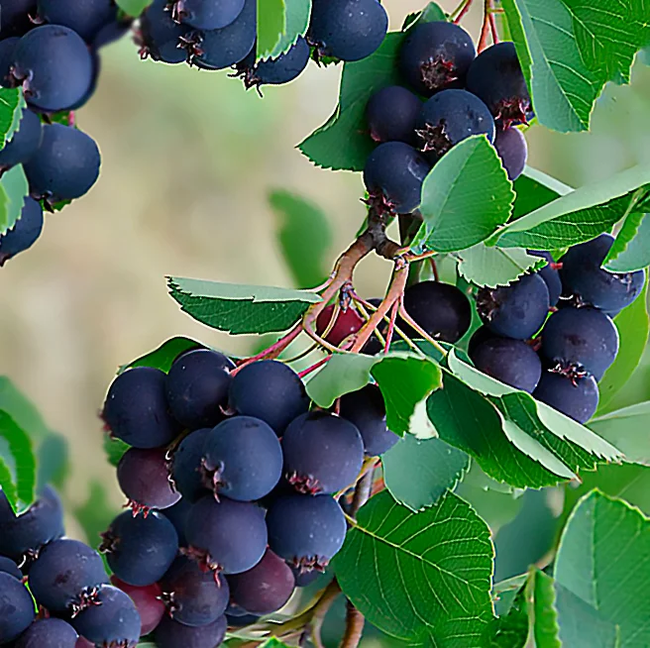 Irga - the berry of unspoiled pioneers - Berries, Village, Juneberry, Summer, Childhood, Longpost