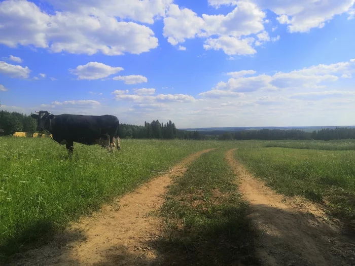 Деревенский пейзаж - Моё, Деревня, Корова, Пейзаж, Поле, Фотография