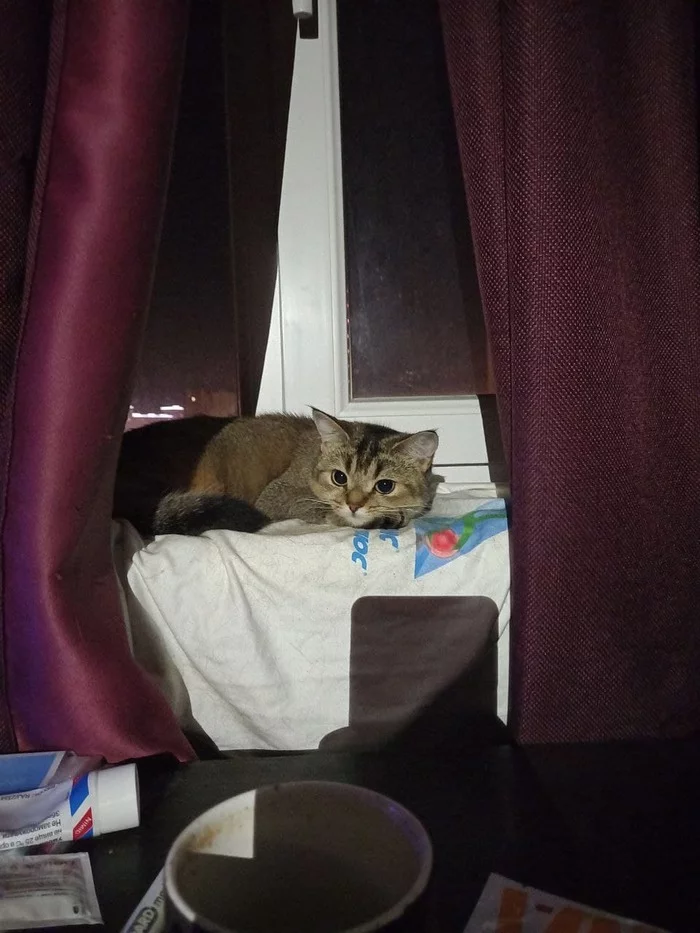 Window sill observer)) - My, cat, British Golden Chinchilla, Milota, Eyes, Pets